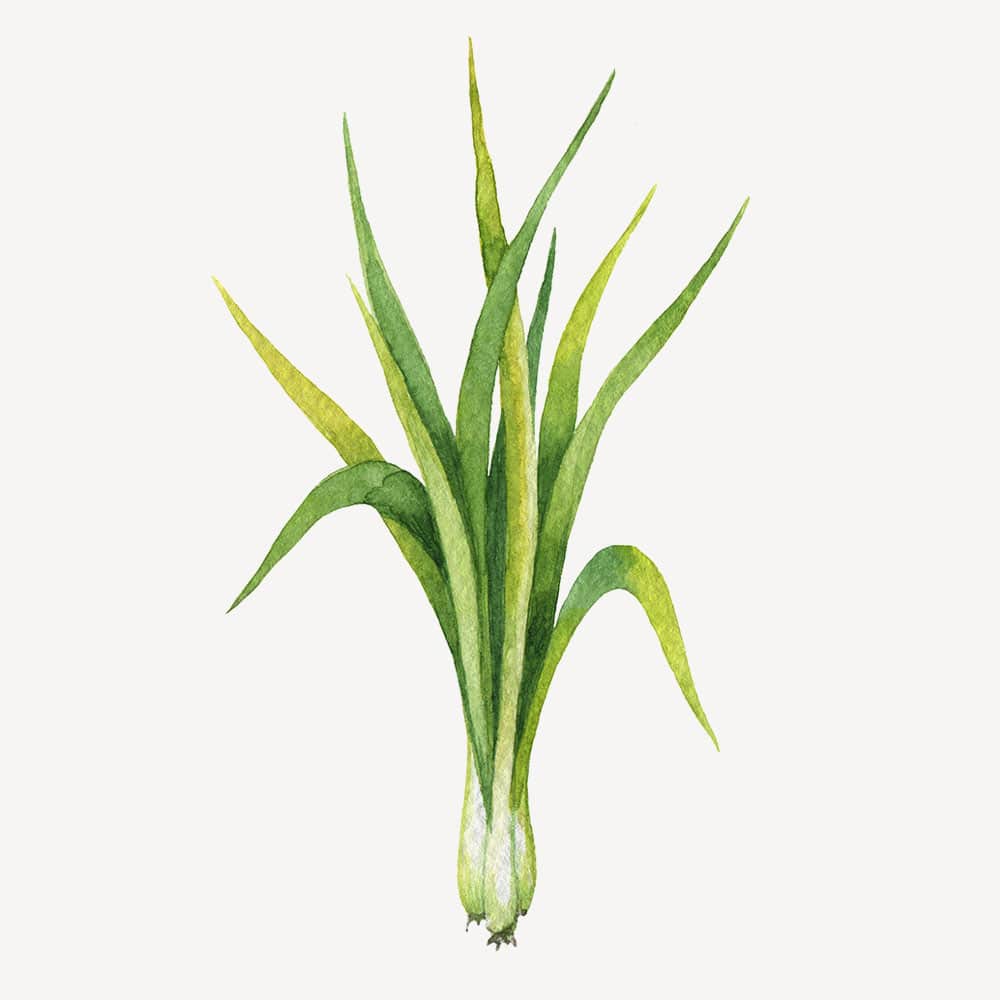 Lemongrass