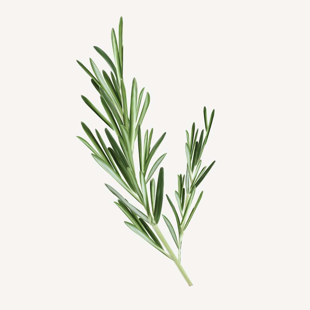 Rosemary