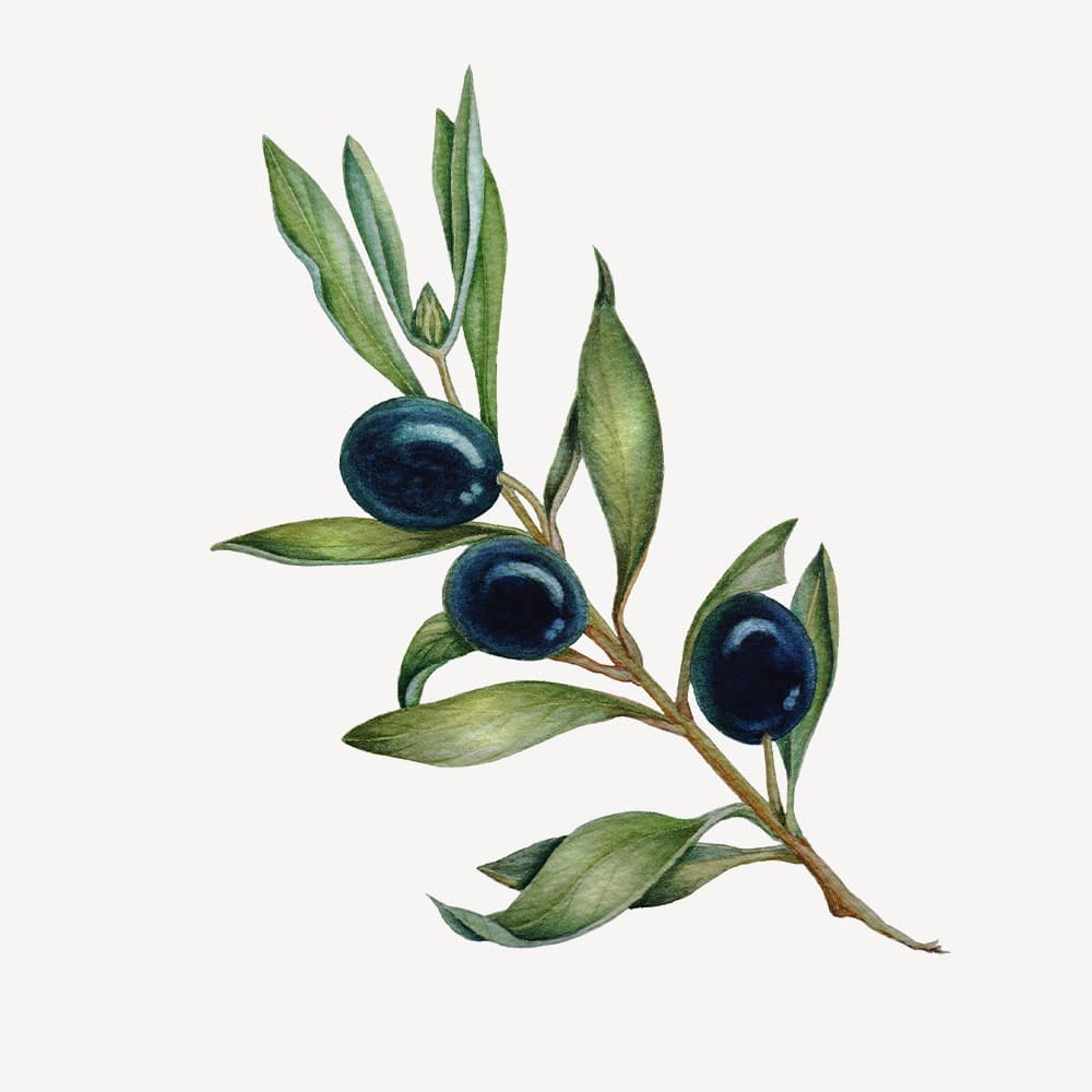 Olive Oil